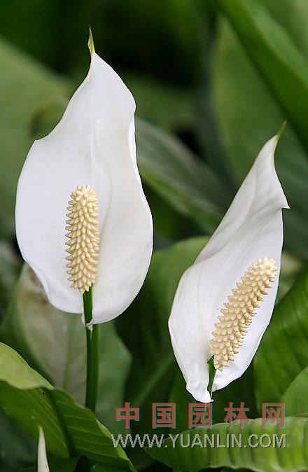 白鶴芋 苞葉芋，白掌，一帆風順