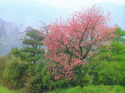 大山櫻 