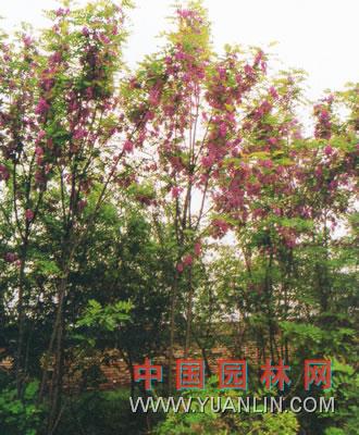 香花槐