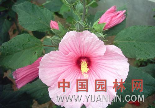 大花秋葵 草芙蓉、大花芙蓉葵</title><scr