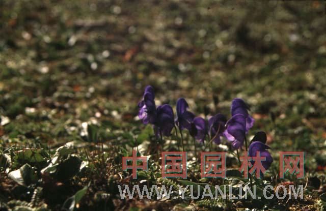 烏頭 草烏、烏藥、鹽烏頭、紫花烏頭、川烏頭、附子