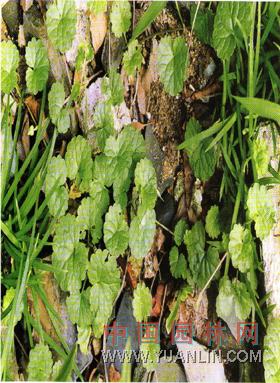 連錢草 金錢草、佛耳草、活血丹