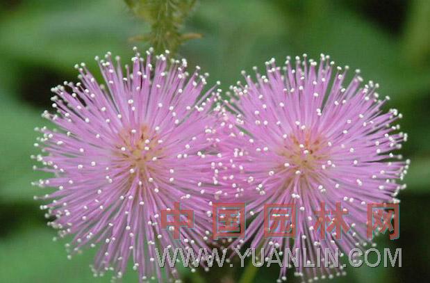 含羞草 感應(yīng)草、知羞草、呼喝草、怕丑草、見笑草、夫妻草、害羞草