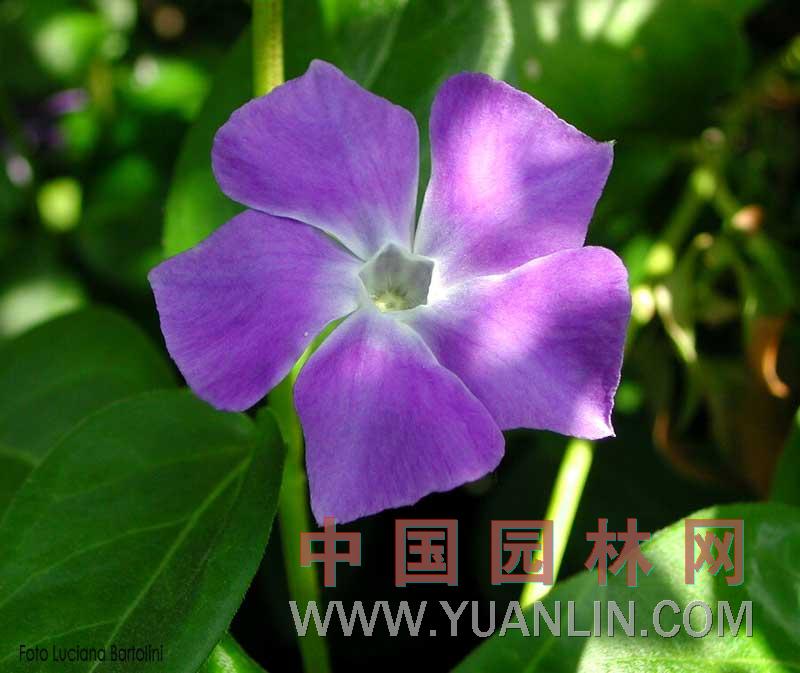 小蔓長(zhǎng)春花