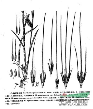 鈍稃野大麥(原變種)