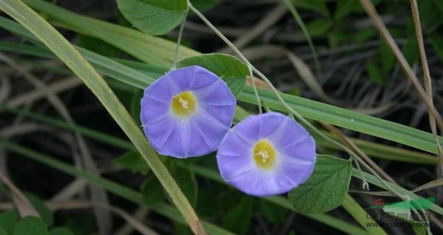 藍花土瓜 