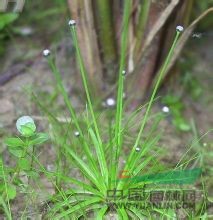 白藥谷精草 賽谷精草，流星草