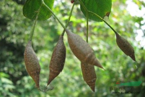 狹果秤錘樹(shù)