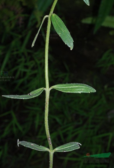 胡麻草 