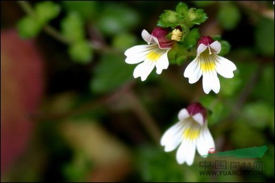 高山小米草 