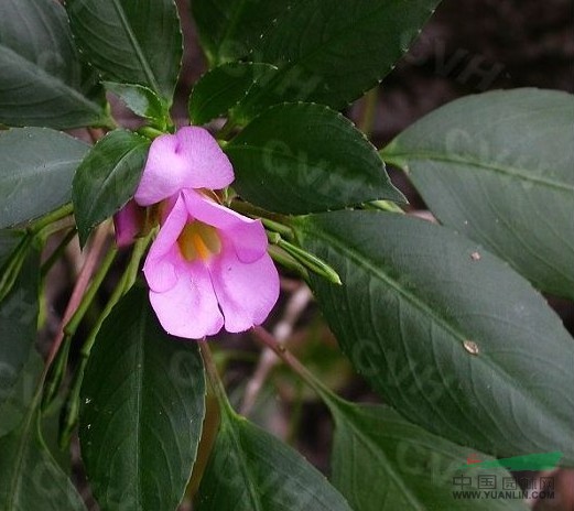 豐滿鳳仙花 