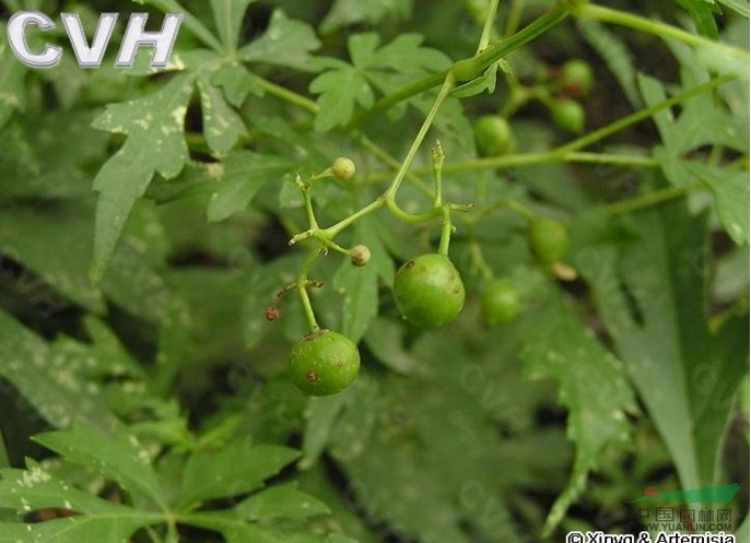 烏頭葉蛇葡萄 草葡萄、草白蘞