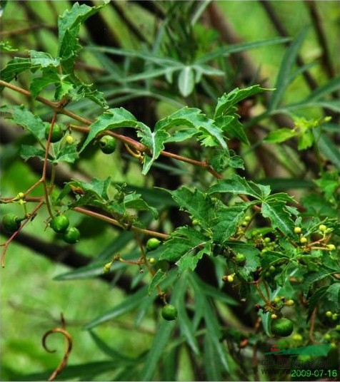 掌裂蛇葡萄 掌裂草葡萄、光葉草葡萄