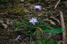 藍花韭 