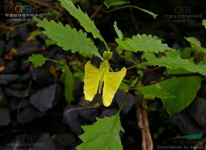 鐮瓣鳳仙花 