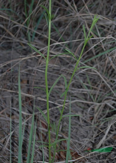 大獨腳金 小白花蘇、干草