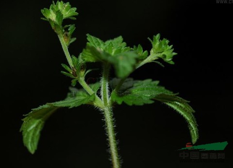 多枝婆婆納 小敗火草