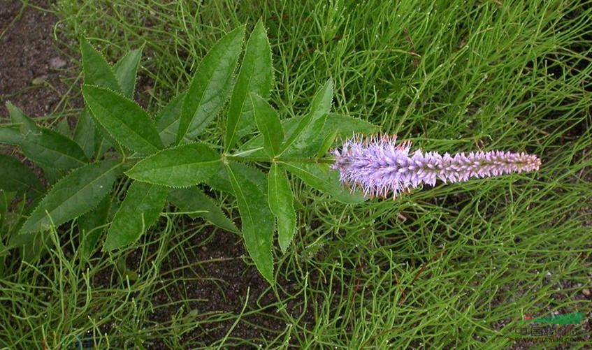 管花腹水草 柳葉婆婆納（東北植物檢索表）