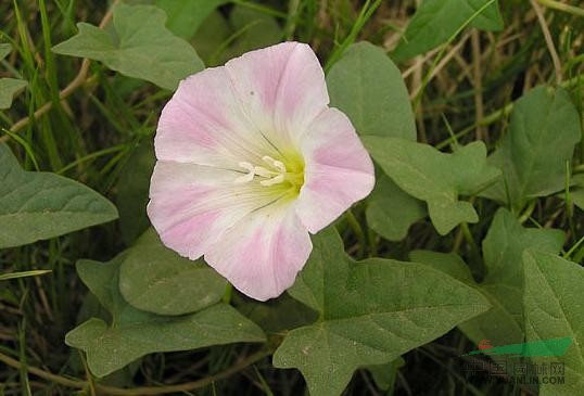 打碗花 小旋花、兔耳草