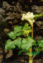 拐芹 拐子芹、倒鉤芹、紫桿芹、山芹菜、獨(dú)活、白根獨(dú)活、拐芹當(dāng)歸