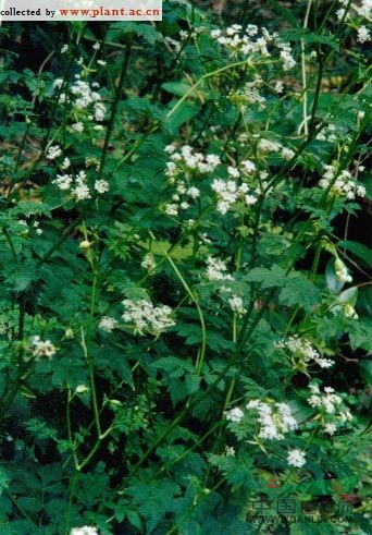 白苞芹 藁本(拉漢種子植物名稱)，石防風(fēng)(湖南)，紫莖芹(中國高等植物圖鑒)