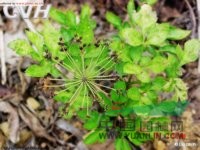 散血芹 水芹花、散血草(四川峨眉)