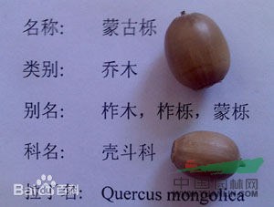 柞木 鑿子樹，蒙子樹，葫蘆刺，紅心刺